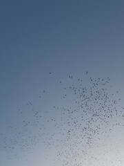 birds flying through the sky