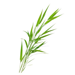 Obraz premium Fresh green bamboo leaves showcasing natural beauty and elegance, perfect for backgrounds or nature-themed designs.