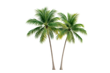 Two beautiful palm trees swaying gently in the tropical breeze, perfect for nature-themed designs and summer vibes.