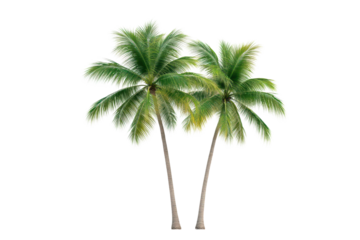 Two beautiful palm trees swaying gently in the tropical breeze, perfect for nature-themed designs and summer vibes.
