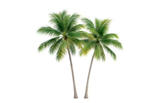 Two beautiful palm trees swaying gently in the tropical breeze, perfect for nature-themed designs and summer vibes.