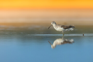 Shorebird Greenshank Tringa nebularia bird with long beak, standing in the mud, blurred background, migratory bird, summer in Poland, Europe