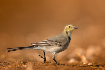 Bird juvenile White wagtail Motacilla alba small bird with long tail on light blurred background, Poland Europe