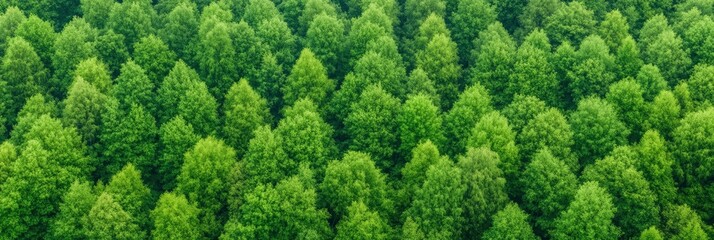 A lush forest from above.