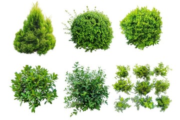 A variety of tree species on a clean white surface