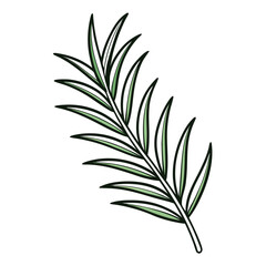 Rosemary leaf clip art, vector illustration on white background