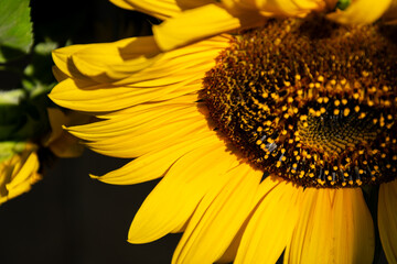 detailed photo of a sunflower flower with dark background in shade