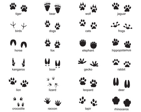 Set of footprints of wild animals, illustration of black silhouette