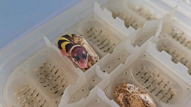 young gecko inside a reptile tray about to hatch.