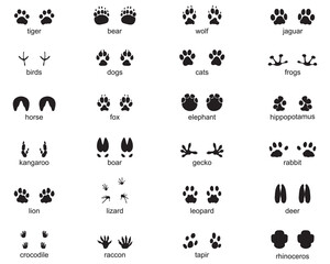 Set of footprints of wild animals, illustration of black silhouette