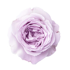 Delicate lavender rose bloom