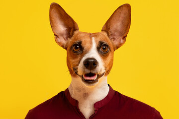 A small, brown and white dog with big ears smiles and looks directly at the camera. The dog is wearing a red shirt and standing in front of a bright yellow background.