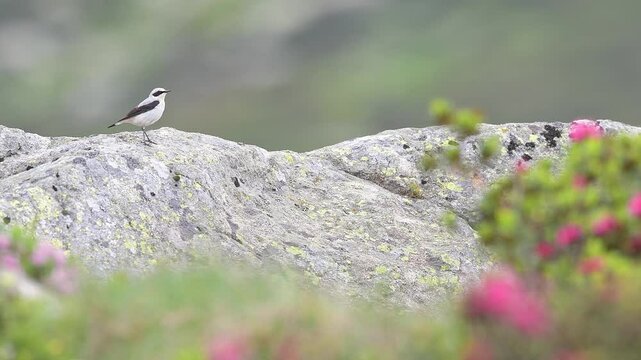 Singing on the rock, the wheatear male in the mountains (Oenanthe oenanthe)
