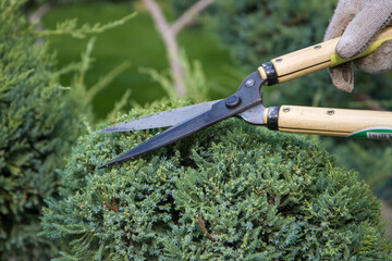 Gardener cutting juniper chinensis stricta  branches with pruning shears