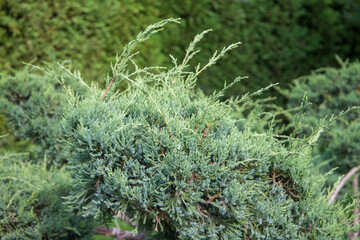 Juniper branches in the garden, close-up. Nature background