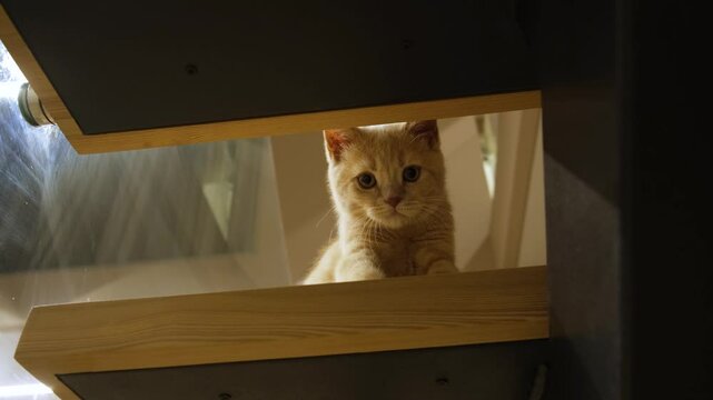 A red-haired domestic kitten in close-up. A cute funny cat is playing with toys on the floor. The concept of love, care and joy. Keeping animals at home. Little four-legged friends. Funny cats videos