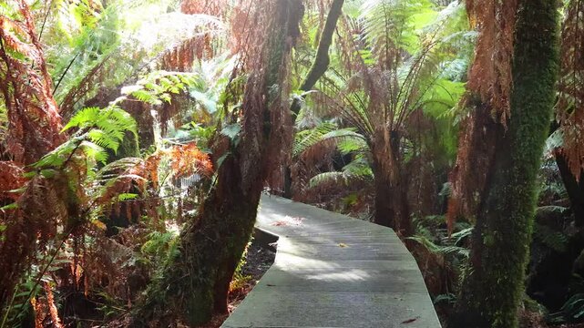 Serene Rainforest Walk in Maits Rest