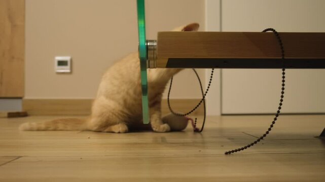 A red-haired domestic kitten in close-up. A cute funny cat is playing with toys on the floor. The concept of love, care and joy. Keeping animals at home. Little four-legged friends. Funny cats videos