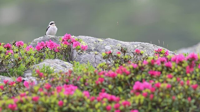 Singing among the rhododendrons, the wheatear male in the breeding season (Oenanthe oenanthe)