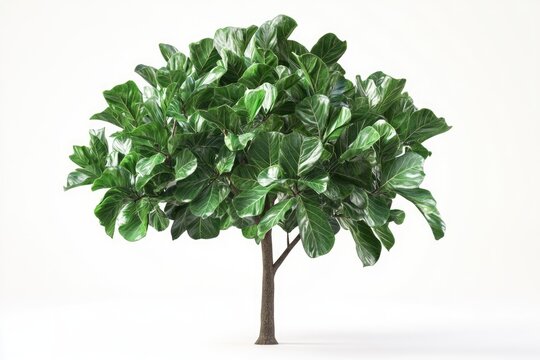 fiddle leaf fig tree on white background.