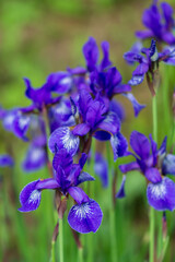 Flowers of Siberian iris, Iris sanguinea, wetted by rain