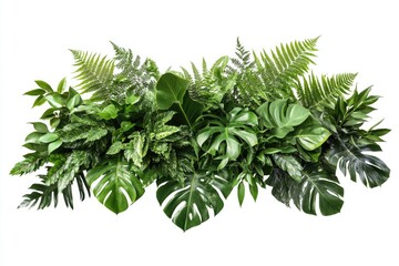 Obraz premium Tropical plant arrangement for indoor nature backdrop.