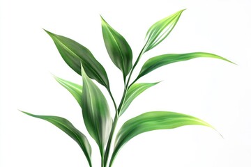 Obraz premium Green plant isolated on white background Green plant isolated on white