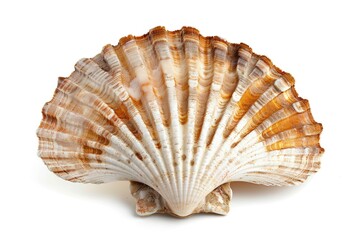 Fototapeta premium A close-up shot of a shell on a white surface