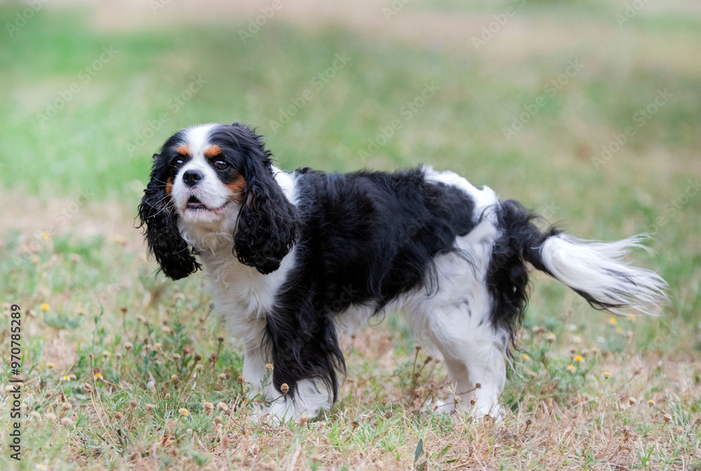 Wall mural cavalier king charles