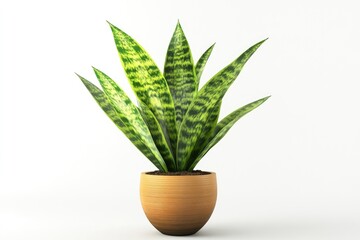 houseplant   young Sansevieria trifasciata a potted plant isolated over white