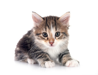 young Kurilian Bobtail in studio