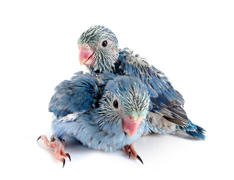 young Pacific parrotlet in studio