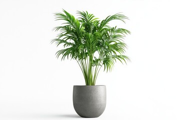 Obraz premium Kentia Palm Tree grey in pots. Houseplant isolated on white background