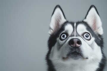 Fototapeta premium Shocked expression of a siberian husky dog with big blue eyes - perfect for pet-themed designs