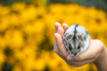 Djungarian hamster Phodopus sungorus on hand, small domestic animal on yellow background