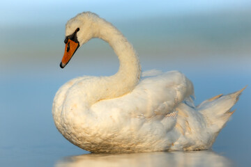 Baltic Sea on summer Bird Mute Swan Cygnus olor in blue background, Poland Europe