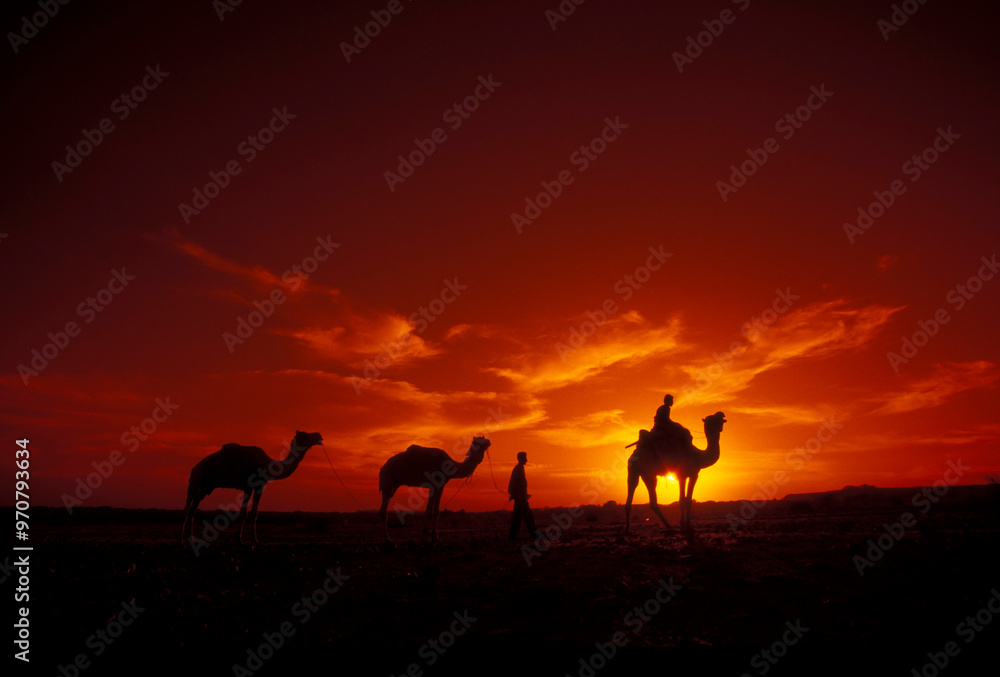 Wall mural a farmer with his camel at a sunset in the thar desert near the town of jaisalmer in the province of