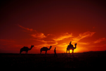 Fototapeta premium a Farmer with his Camel at a sunset in the Thar Desert near the Town of Jaisalmer in the Province of Rajasthan in India. India, Jaisalmer, January, 1998