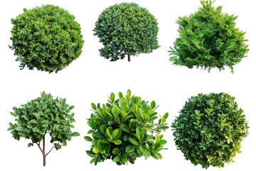 Obraz premium A group of trees with different species and textures, suitable for nature or environment illustrations