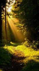 Obraz premium A serene forest path illuminated by sunlight, showcasing the beauty of nature and the calming effects of tranquility and greenery.