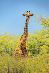 Giraffe standing tall among lush vegetation during a vibrant safari adventure in Botswana's stunning landscapes