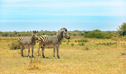 Zebras grazing in the serene plains of Botswana during a bright day in the wild