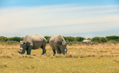 Fototapeta premium Exploring the vast grasslands of Botswana with rhinos grazing under a clear blue sky during a peaceful safari adventure