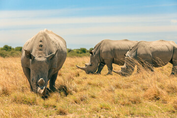 Rhinoceroses grazing in the Botswana savanna during a sunny safari day