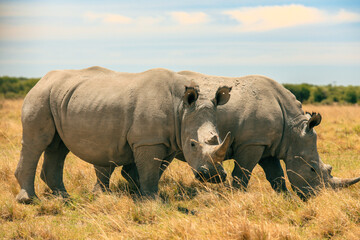 Fototapeta premium Two white rhinos grazing peacefully in the sun-drenched grasslands of Botswana during a thrilling safari adventure
