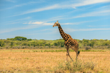 Giraffe walking gracefully across the golden savannah during a sunny day in Botswana