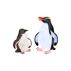 スネアーズペンギン（ハシブトペンギン）の雛と成鳥。水彩風イラスト。 Snares Islands penguin (Snares penguin) chick and adult. Watercolor style illustration.