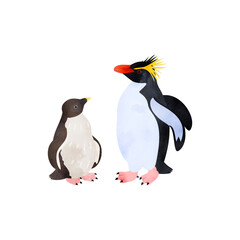 キタイワトビペンギンの雛と成鳥。水彩風イラスト。 Northern rockhopper penguin (Moseley’s rockhopper penguin) chick and adult. Watercolor style illustration.