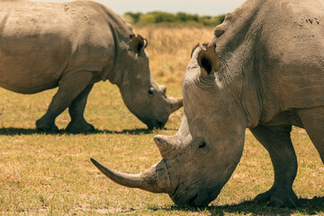 Exploring Botswana's savannah while observing white rhinos grazing peacefully in the afternoon sun