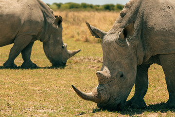 Fototapeta premium Witness white rhinos grazing peacefully in the vast landscape of Botswana during a serene afternoon safari adventure